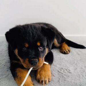 giant rottweiler puppies for sale