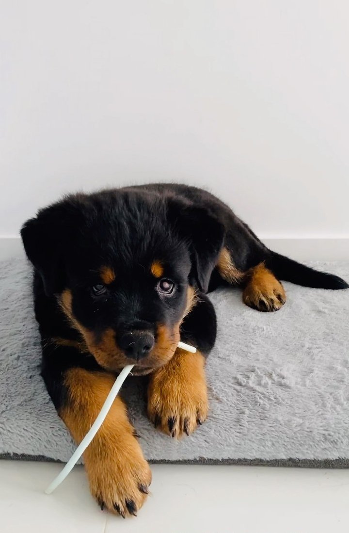giant rottweiler puppies for sale