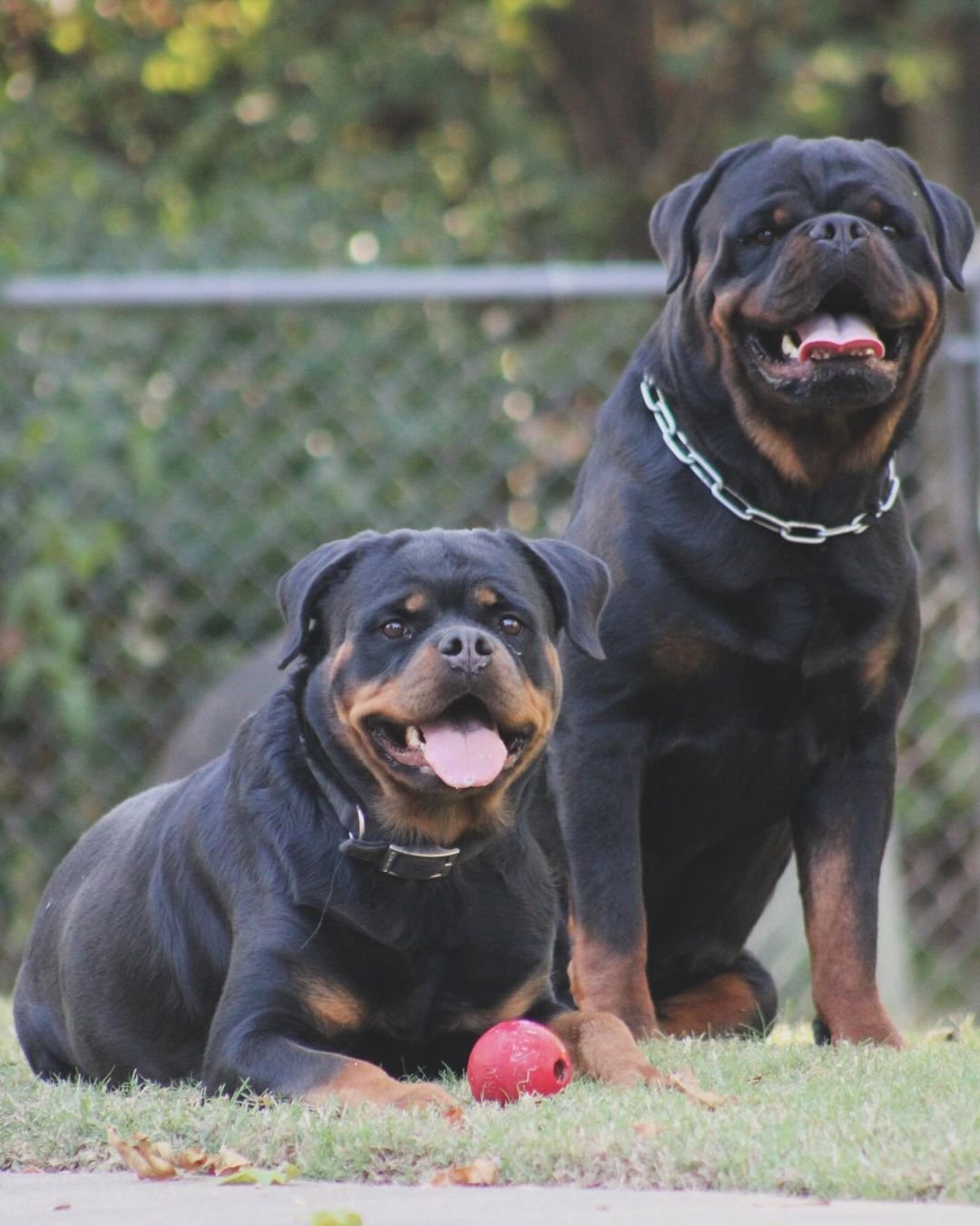 german rottweiler puppies for sale