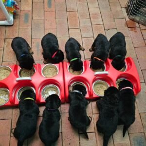 family-raised rottweiler puppies for sale