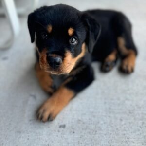 cheap rottweiler puppies for sale