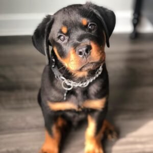 akc rottweiler puppies for sale