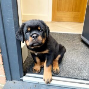 Blu rottie