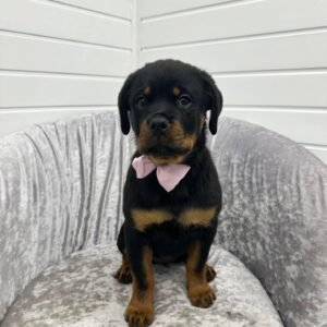 Harper rottie