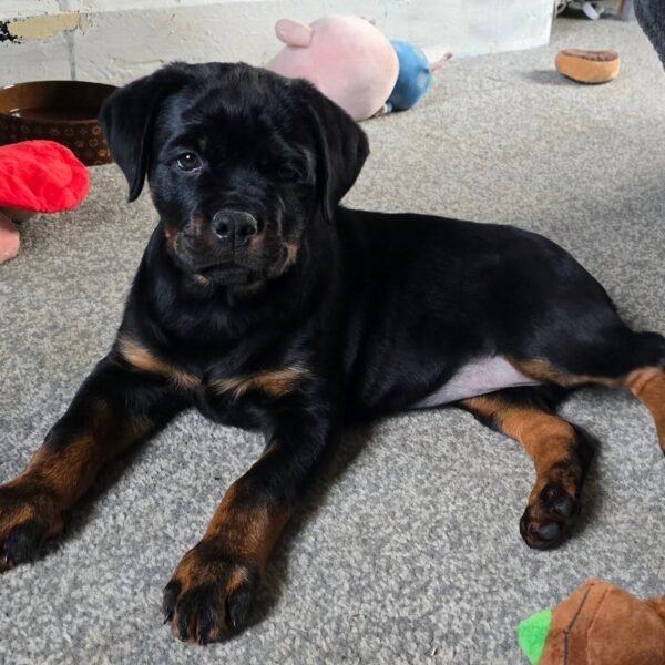 Springtime Dogs Rotties Storm